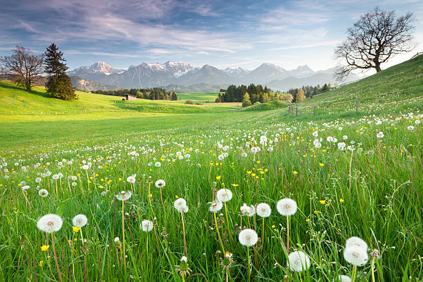 allgäu ferienwohnung region_1 fewo lauben